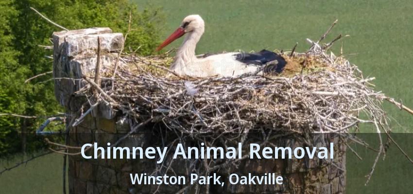 Chimney Animal Removal Winston Park, Oakville - ON