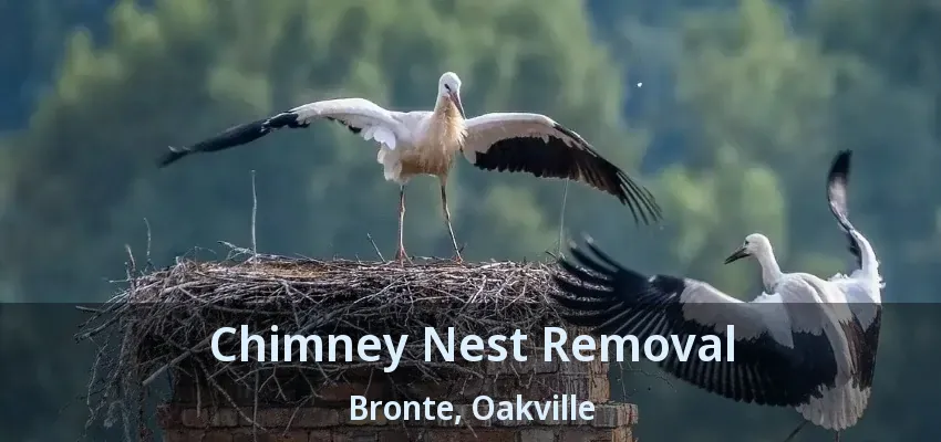 Chimney Nest Removal Bronte, Oakville - ON