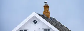 Chimney Nest Removal Iroquois Ridge South, Oakville